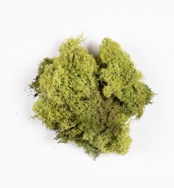 Sacchetto con lichene verde n.1254 (30 gr.)